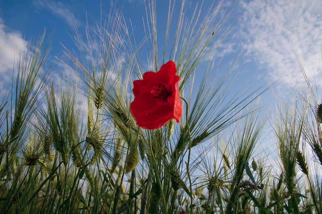 Mohn